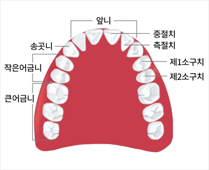 치아의 구성