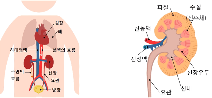 신장위치