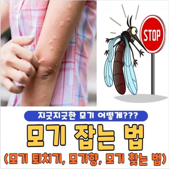 모기 잡는 법