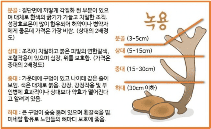 녹용 종류