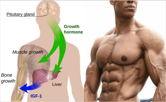 IGF-1