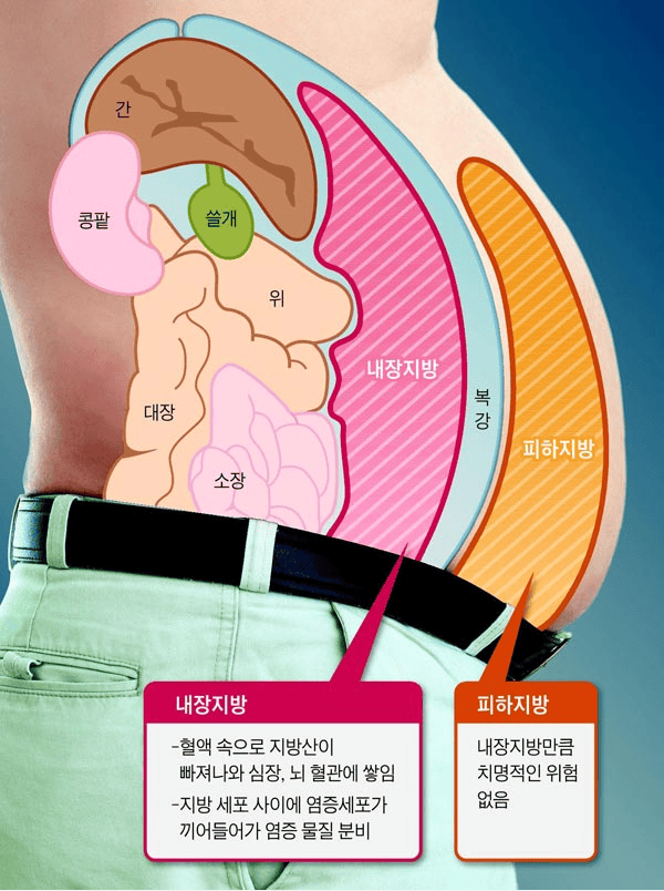 내장지방