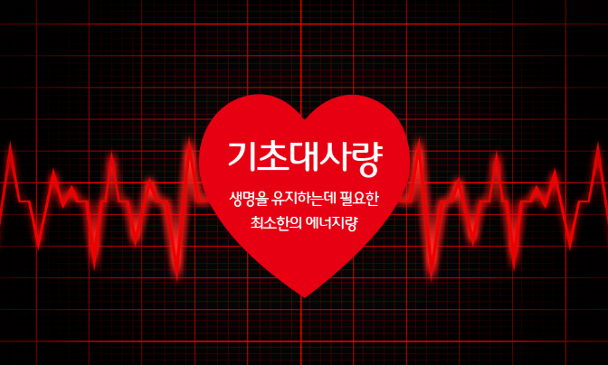 기초대사량이란?