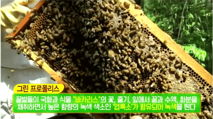 브라질산 그린 프로폴리스 원물