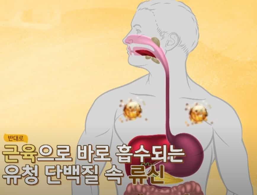 유청 단백질 섭취로 근육을 키우는 운동