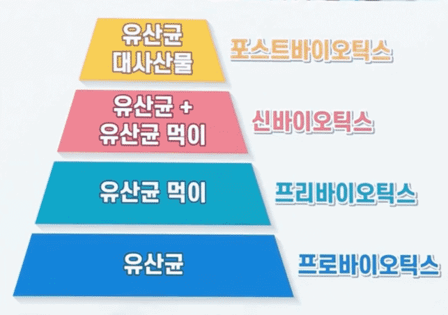 유산균 4세대 분류를 정리한 도표