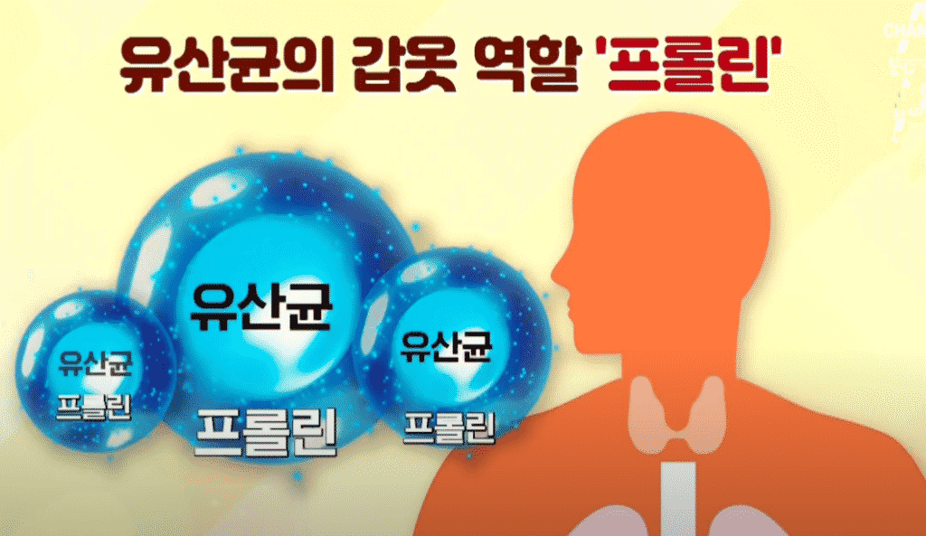 프롤린으로 코팅된 유산균의 구조