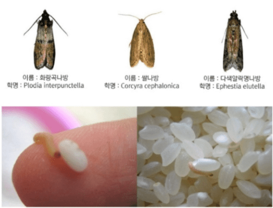 쌀 보관 중 나타나는 화랑곡나방 성충