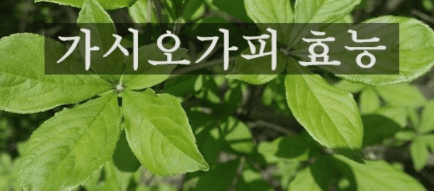 전통적으로 약재로 쓰여온 가시오가피