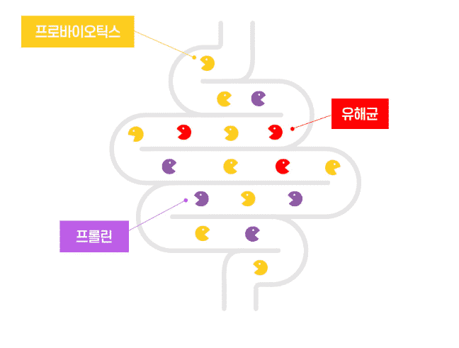 프롤린 유산균이 장에 도달하는 과정