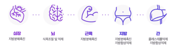 베라핏 다이어트의 작용 원리