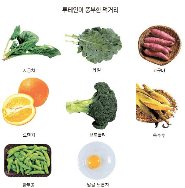 루테인이 풍부한 녹황색 채소와 식품들
