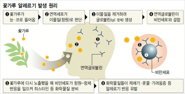계절성 알레르기 비염을 유발하는 꽃가루