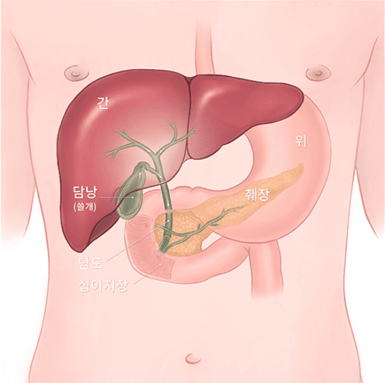 췌장과 대장 등 소화기 질환