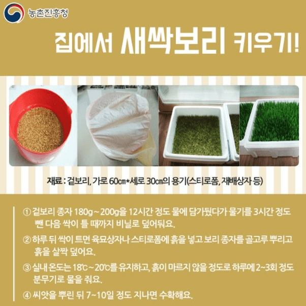 집에서 재배하는 새싹보리